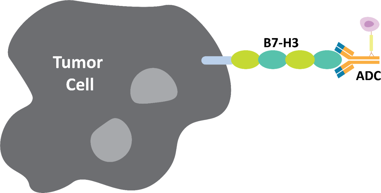 Biomarker Pathways